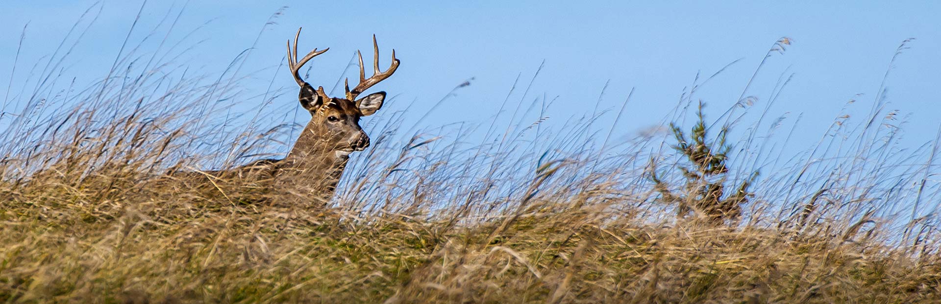 Maine Whitetail Hunts - Spaulding Lake Outfitters